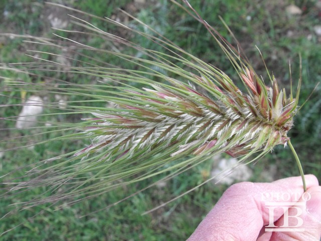 Dasypyrum villosum / Grano villoso